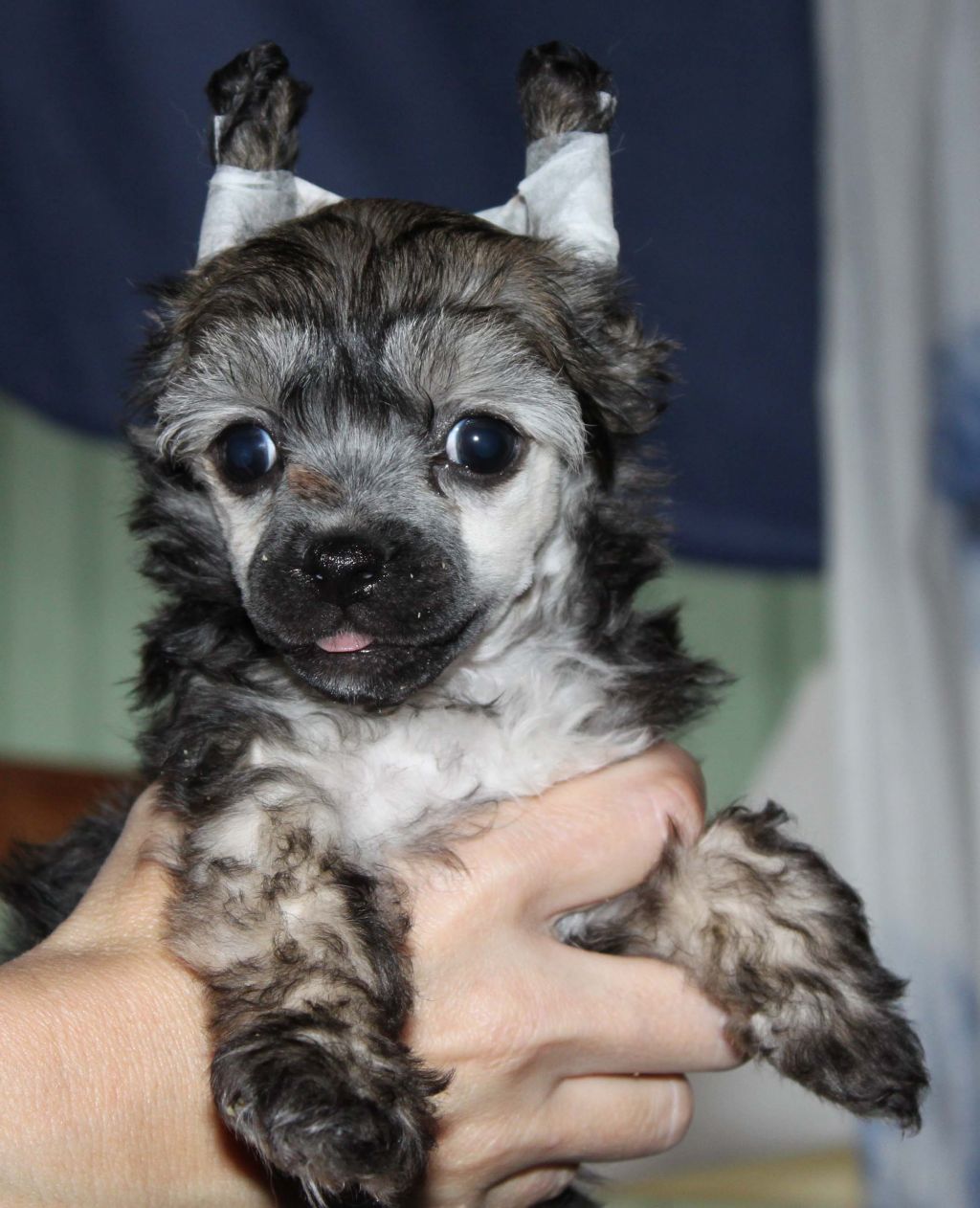 Dizzor 's Bed Of Roses