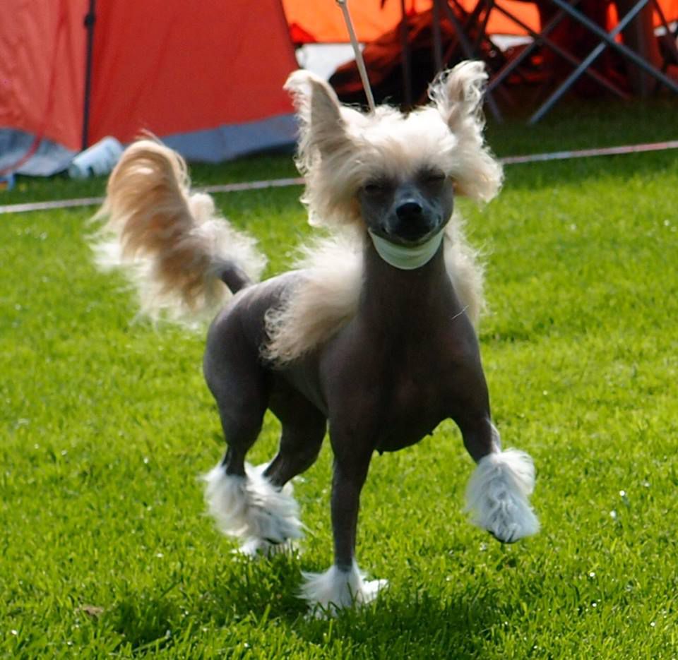 Dizzor 's Blaze Of Glory