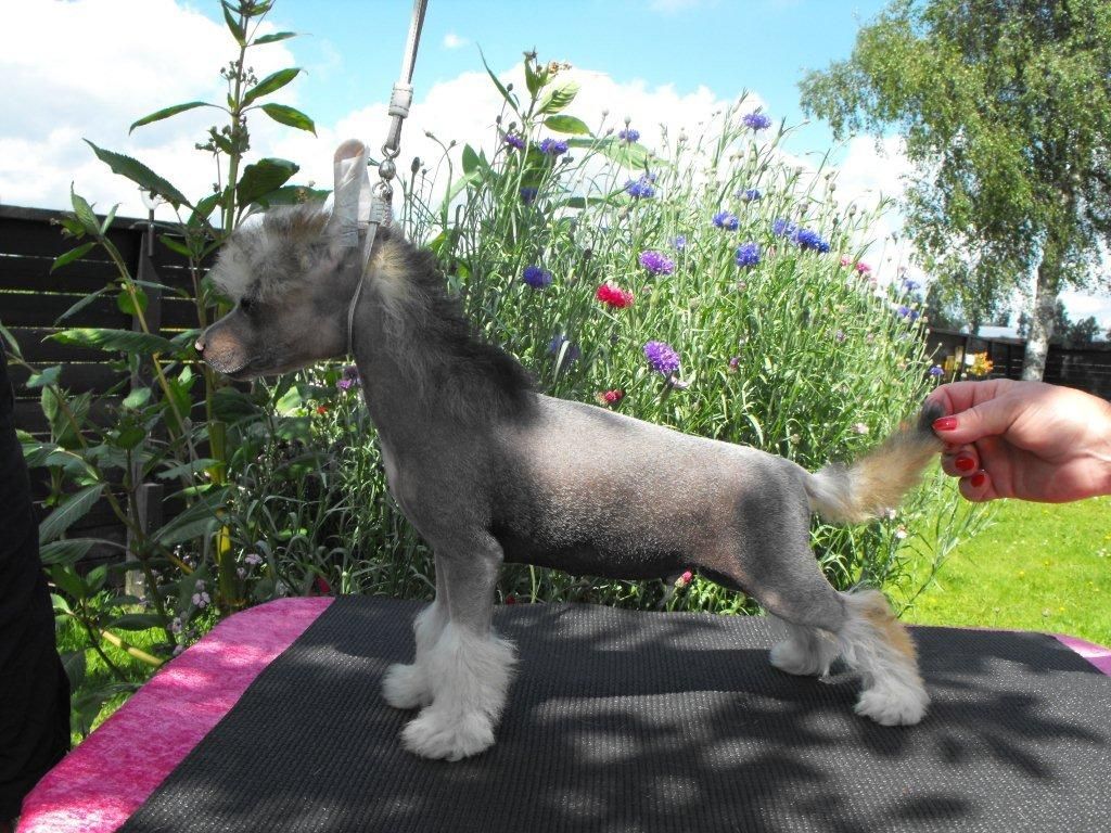 Lionheart Kwarter Master