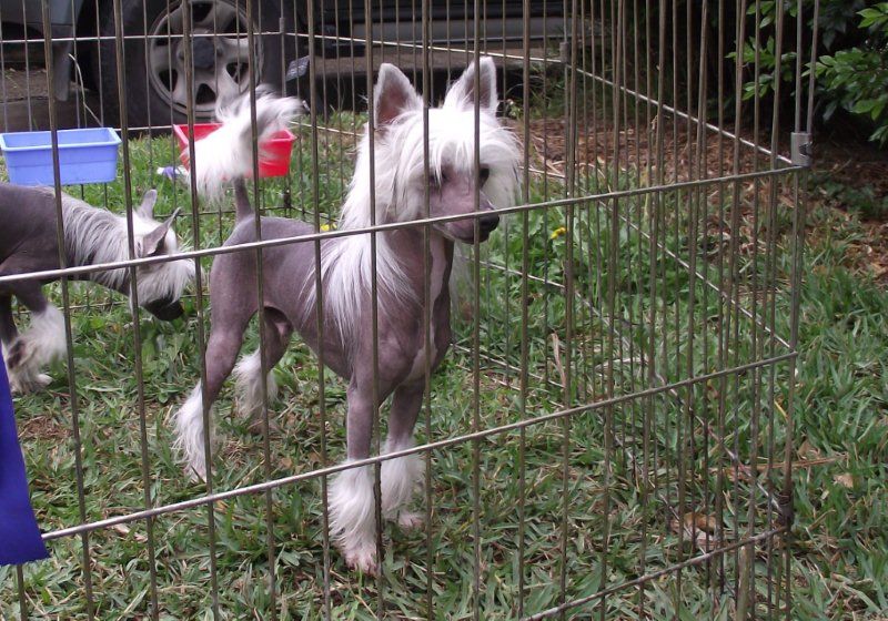 Mohawk Cute Inme Birthday Suit