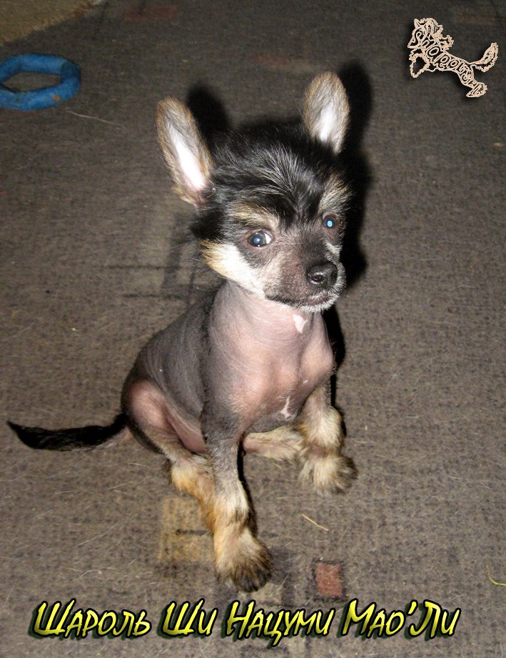 Sharol Shi Nacumi Mao'li