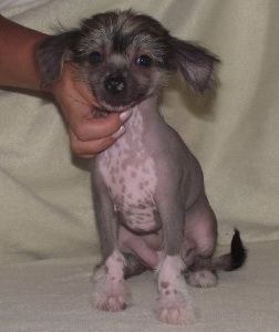 Dalila Blue Shin Iz Strani Cvetov