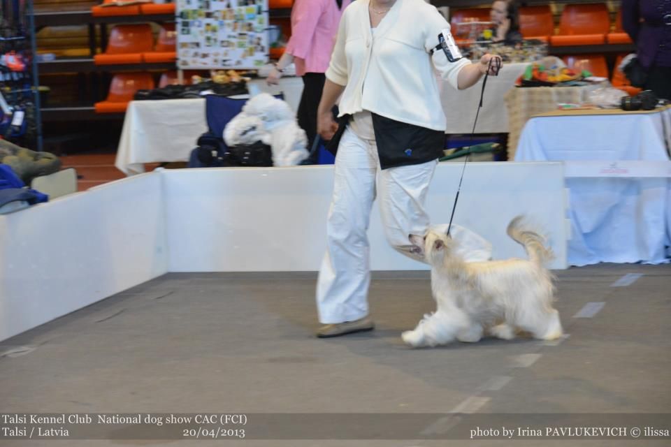 Golden Diamond Cresteds Toscany