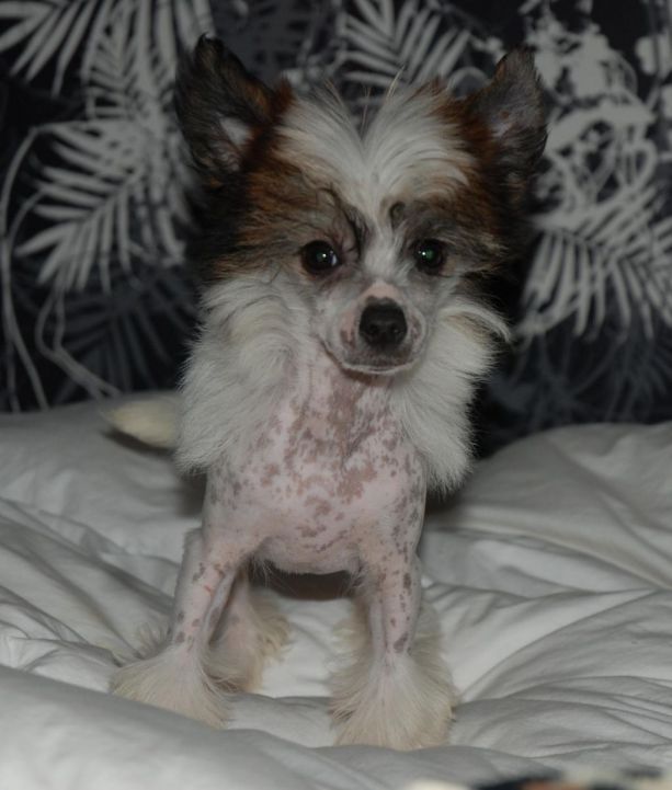 Gloria De Bandedogge