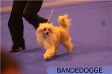 Size XXL de Bandedogge