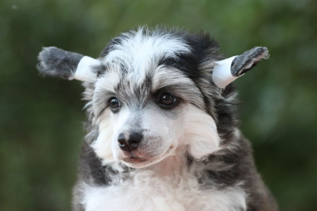 Jean-Jacques Fame fire