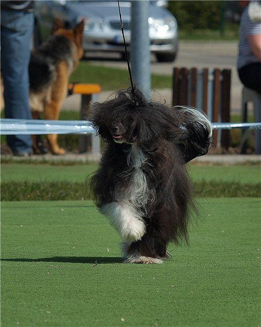 Arabella Banzai Chinesische Engel