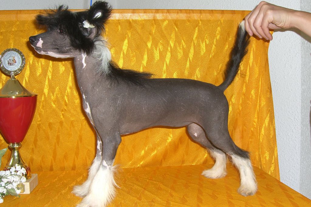 Blanka-Dalimie Chinesische Engel