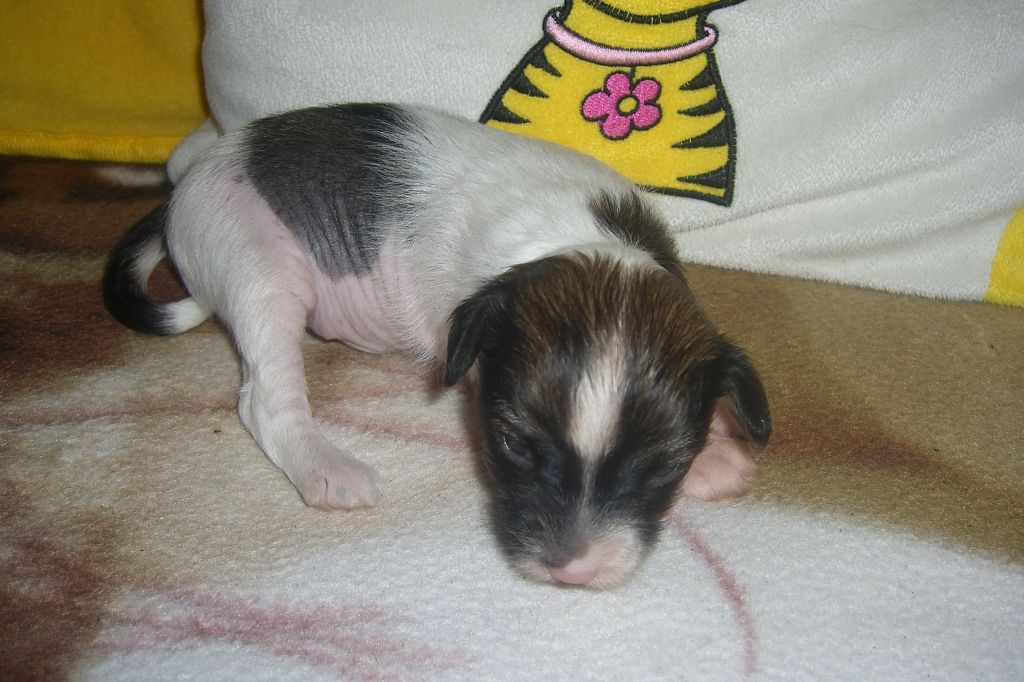 Charli-Champion Chinesische Engel