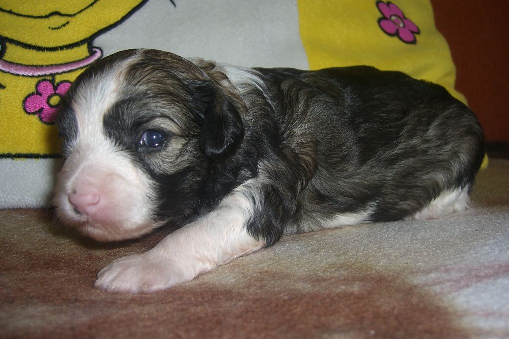 Carmelia-Waneska Chinesische Engel