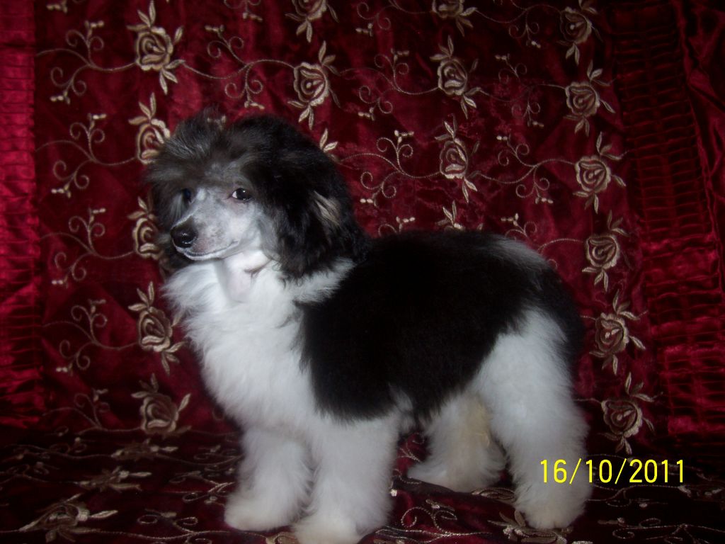 Cressy Olivia Chinesische Engel