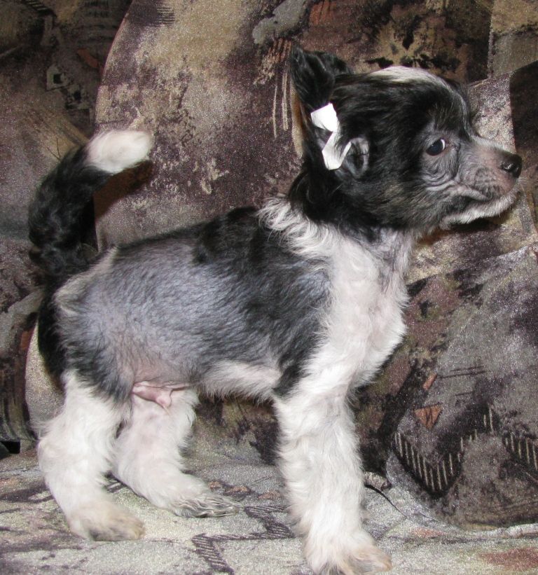 Rash Respekt Hazar Do La Vi