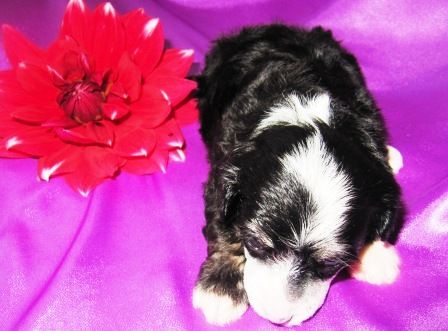 Inda The favourite of gods