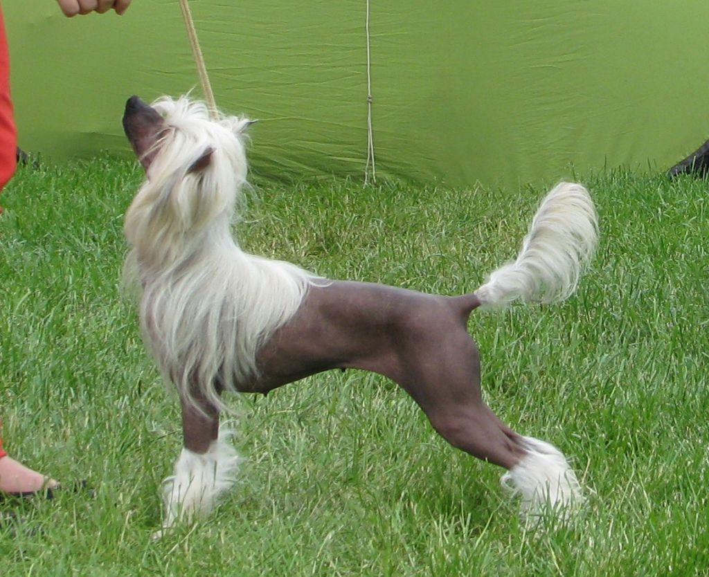 Moria Light of Shin-Ra