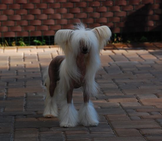 Golden Diamond Cresteds Apricoto