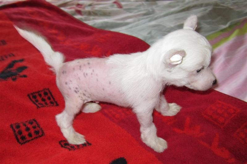 World Show Belaya Gora 