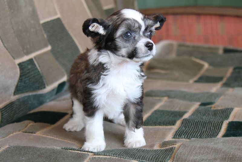 World Show Brendi Snap