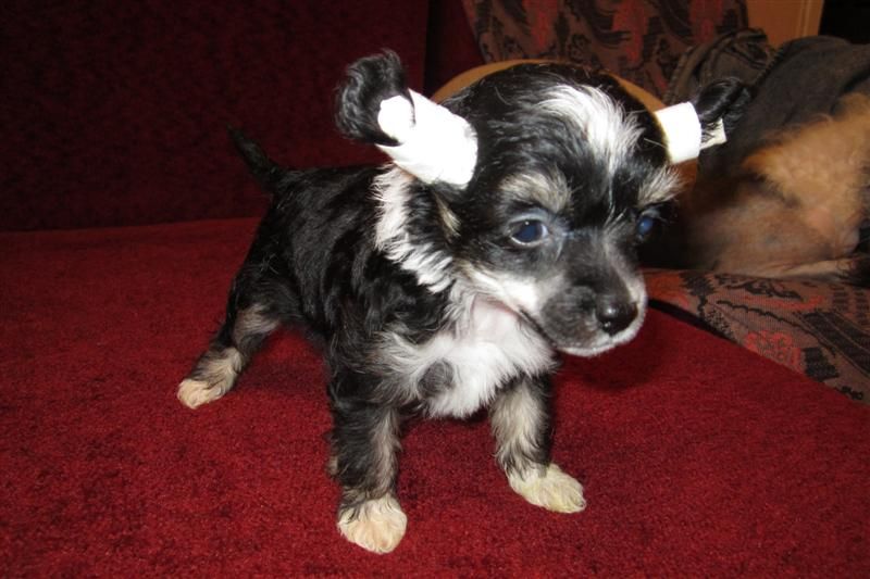 World Show Bleak Star Ledi