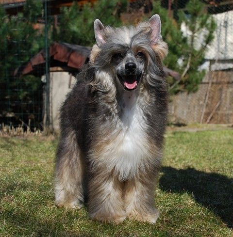 Golden Diamond Cresteds Washington