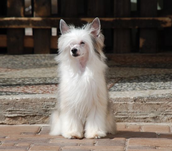 Golden Diamond Cresteds Wilando