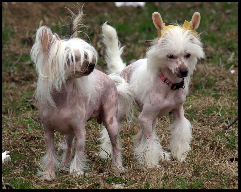 Merricky Gucci White Angel