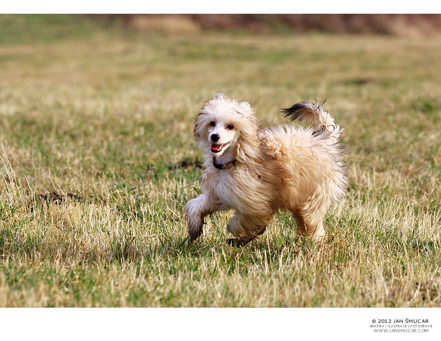 Brilanti Jowana Maytay's Minng