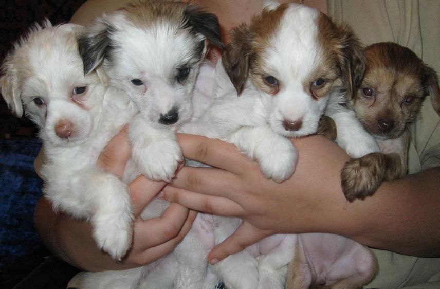 Dandy Darling Of Fortune