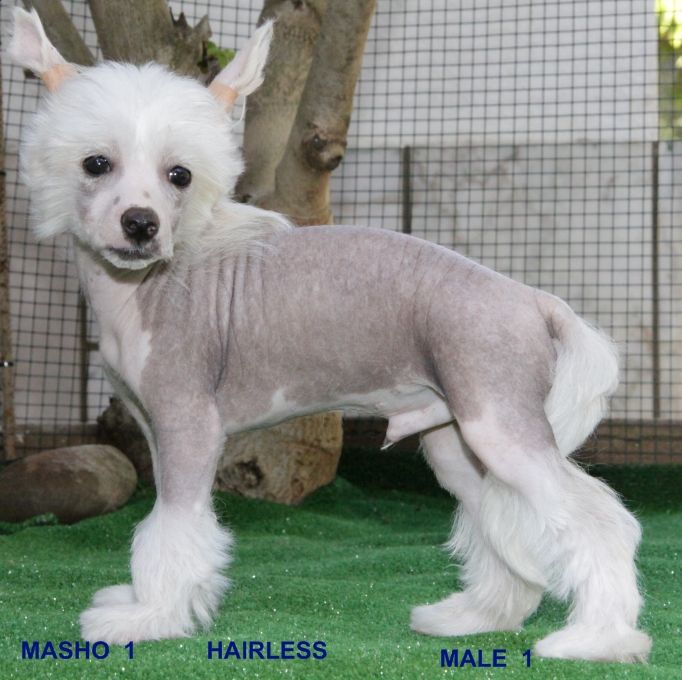 Macho 1 da Casa Algarvia