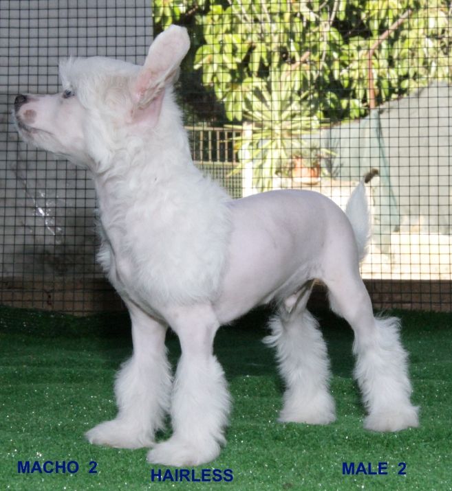 Male 2 da Casa Algarvia