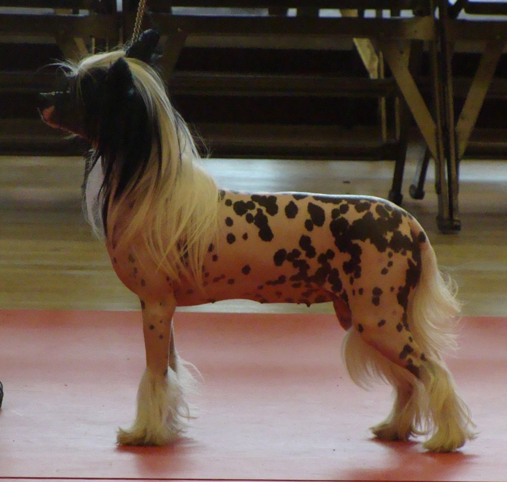 Tamarsh Vampire Bizness