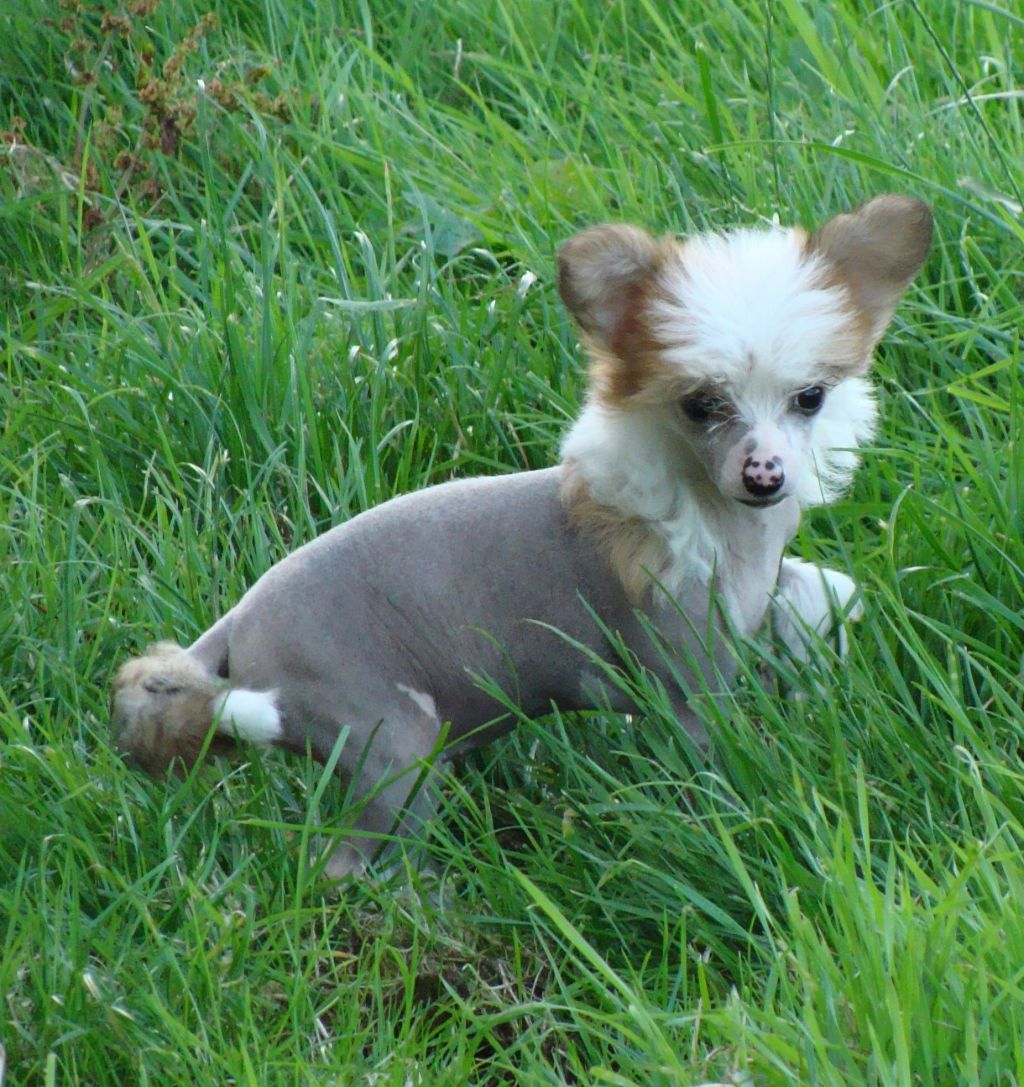 Tamarsh Vampire Boots for akashic