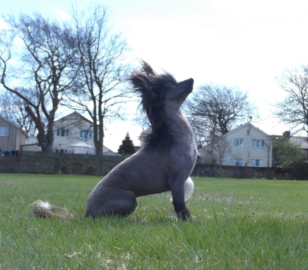 Tamarsh Moon Glow (wilddenya)