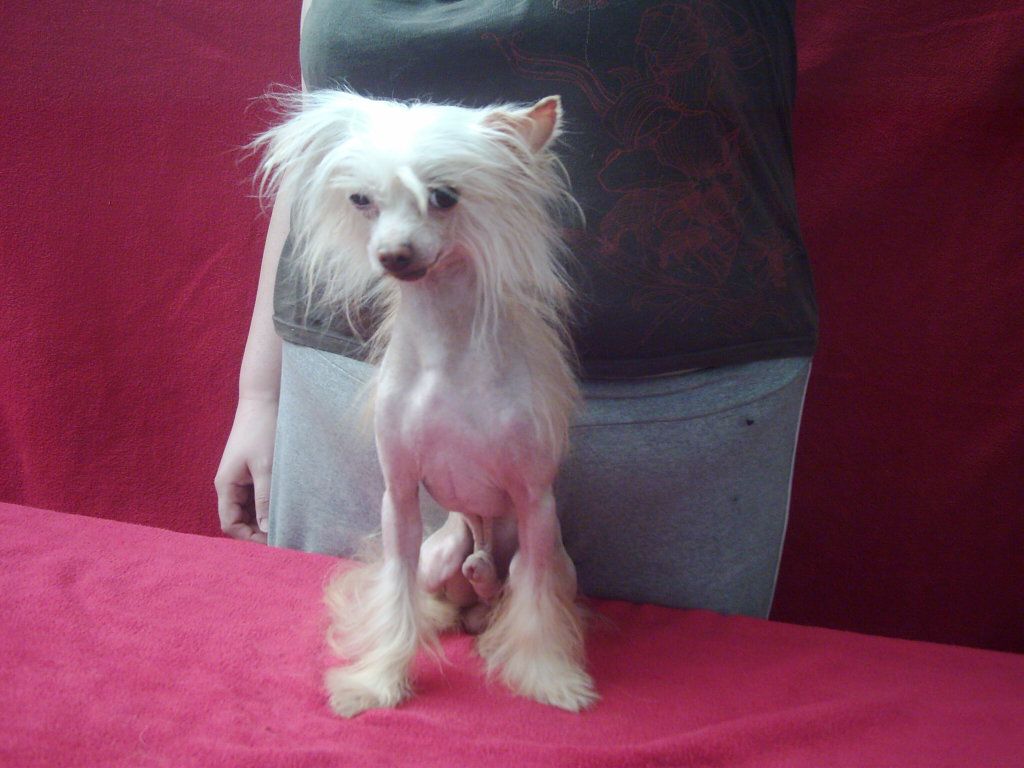 Callisto of Exotic Dog's