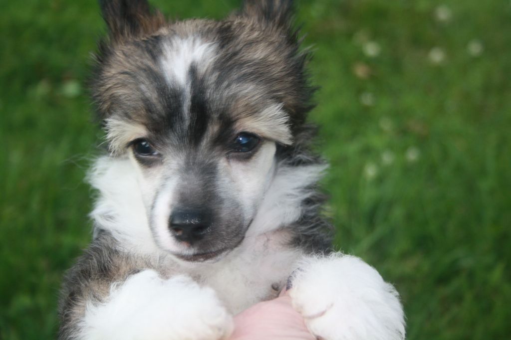 Nudaveritas Charlie Gold