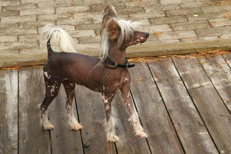 Nudaveritas Champ Elysees