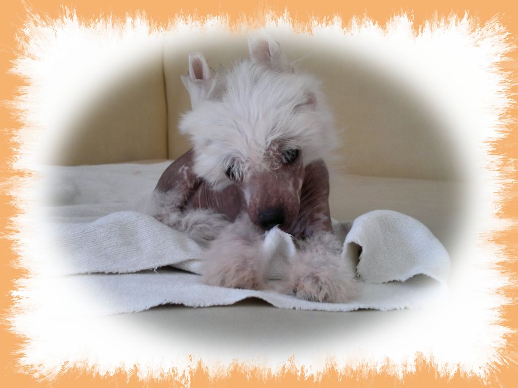 Ares del Templo de los Dioses