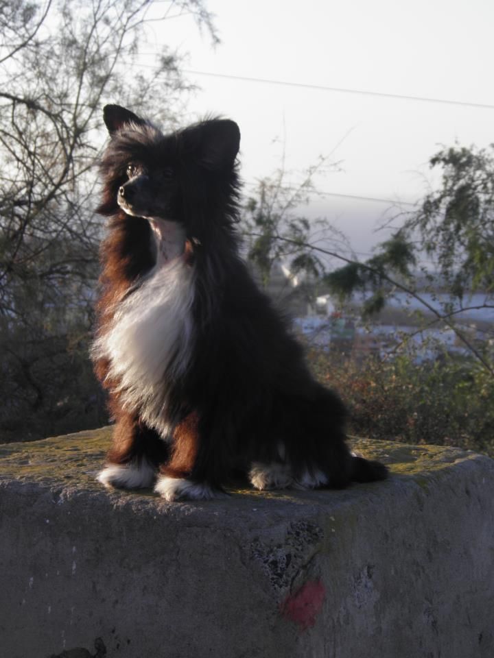 Neola del Templo de los dioses