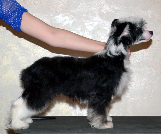 Yugoriya Anzhelik Fensi Folli.