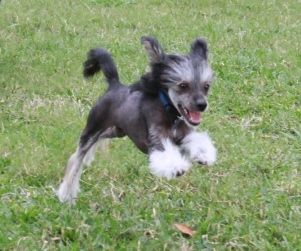 Jewels Gone In 60 Seconds