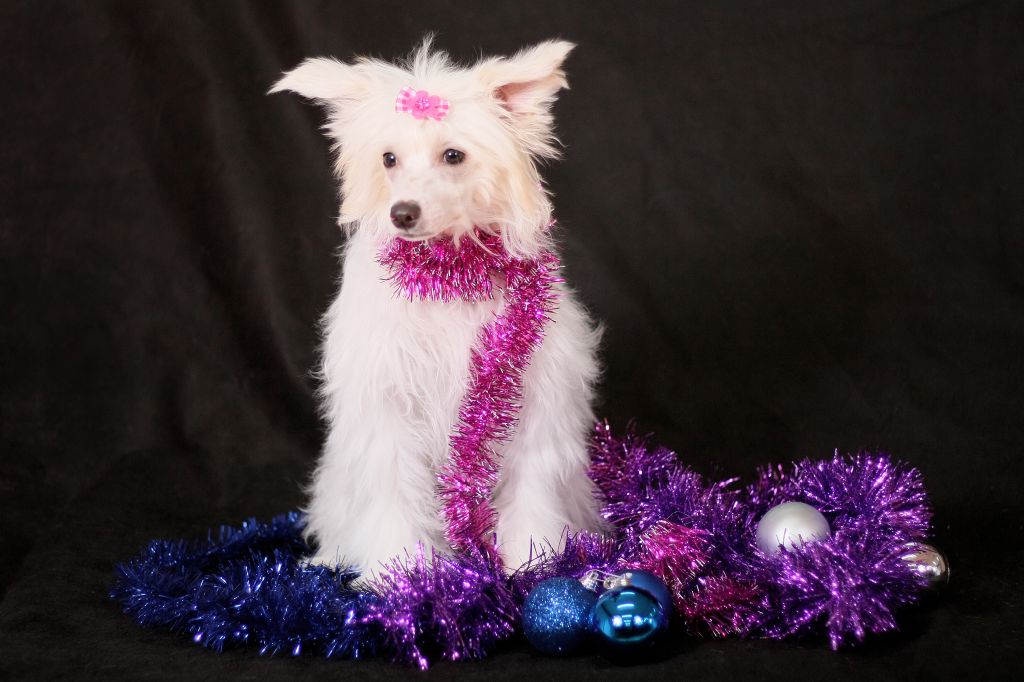 Nyu Art Tsarina Star