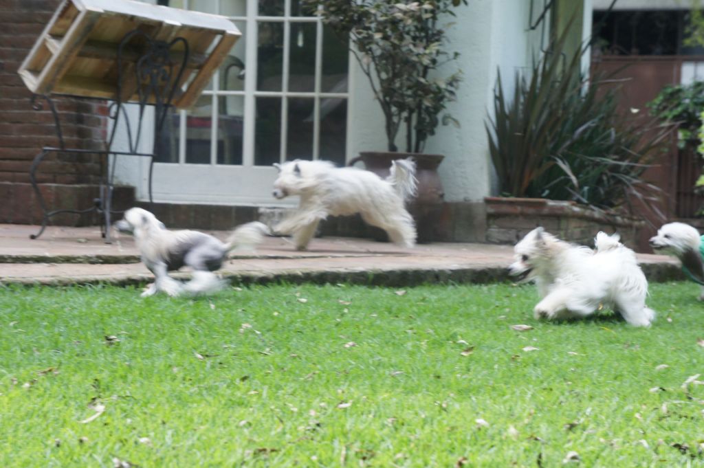 Alexander Magnus Señoret 