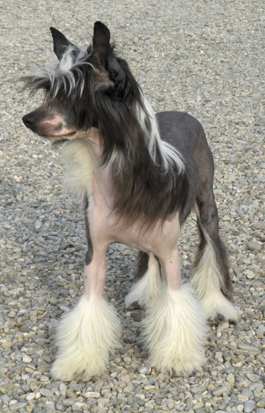 Lady Ml Fantastic Reward