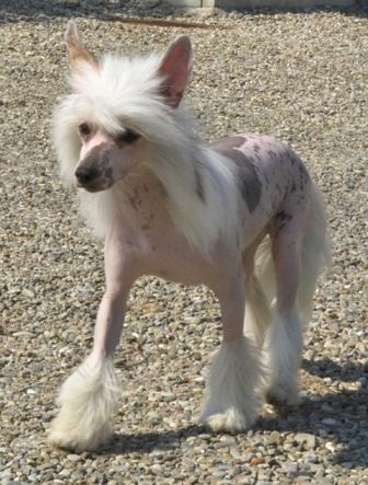 Lady Ml Fairy Felicity