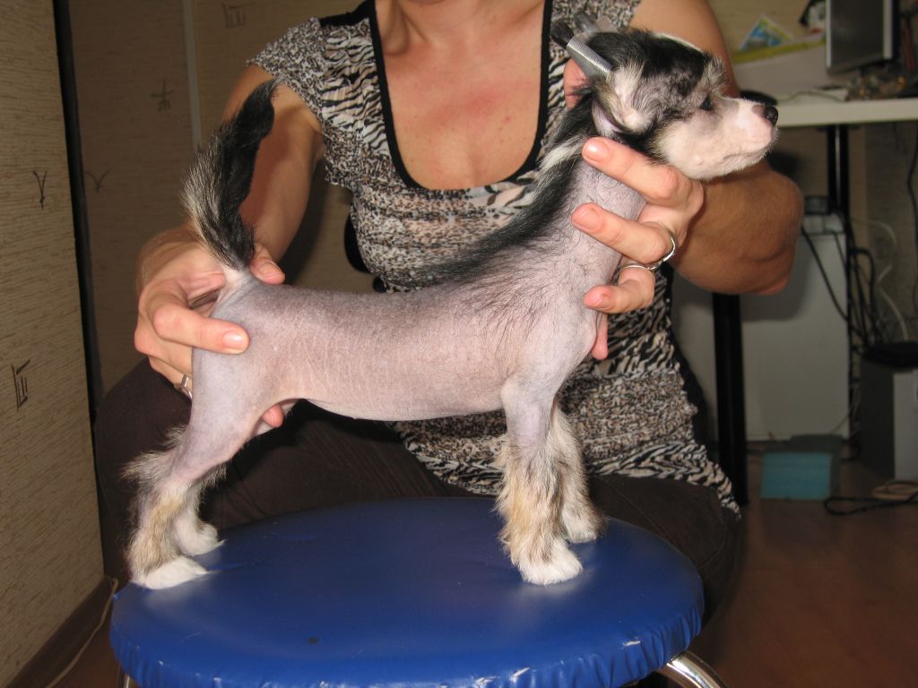 Apriori Vip Nanny-Honey Shelcovij Shlejf