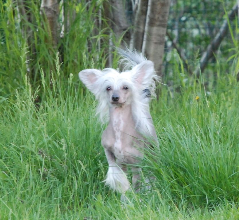 Apriori Vip Number One