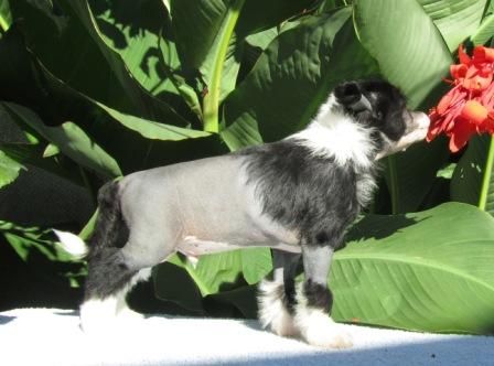 Kawaii Houseki Almires