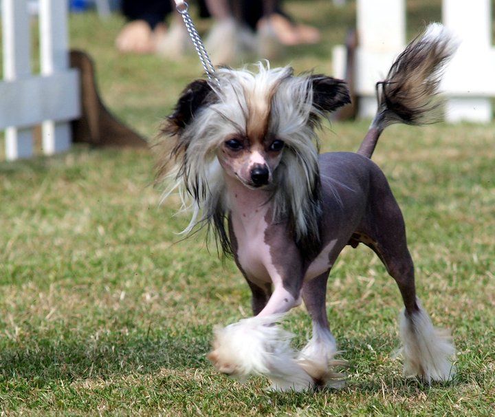 Hitmonchan Angel Secret