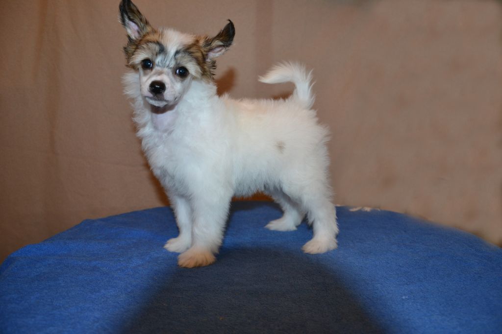 De La Mahafu's LittleWet Jade