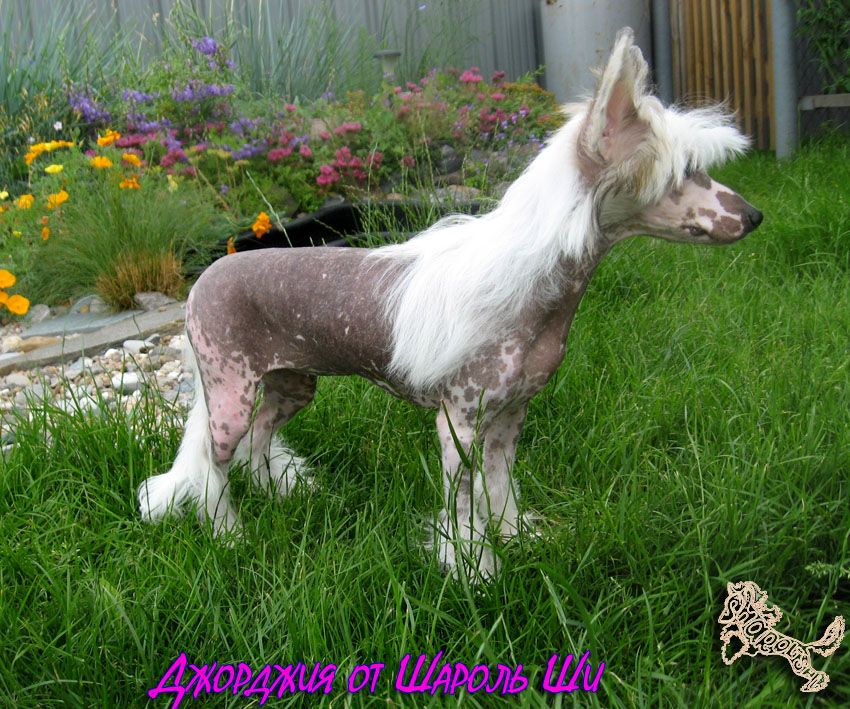 Jeorgia  ot Sharol Shi