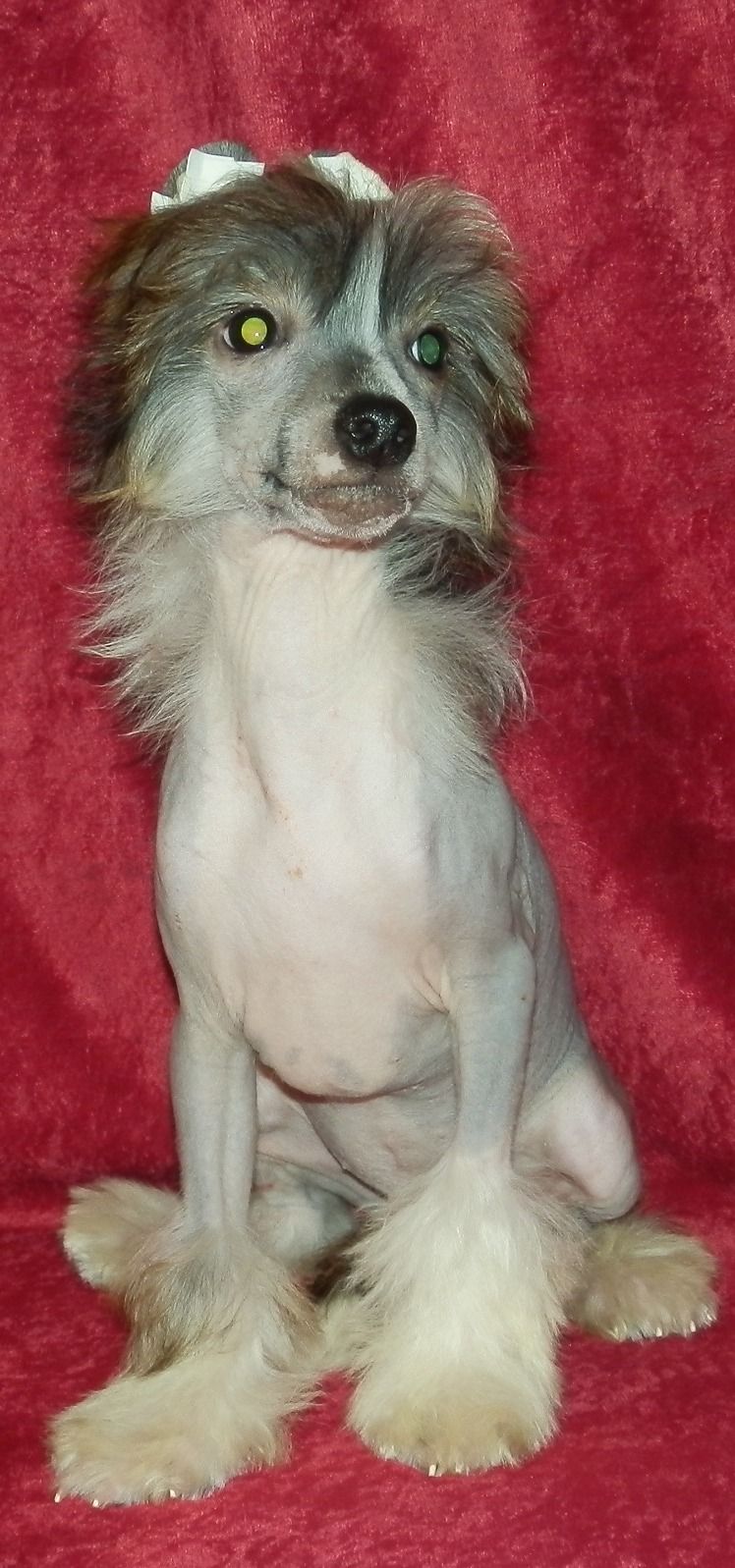 Orero Lovely Chavey Harbin